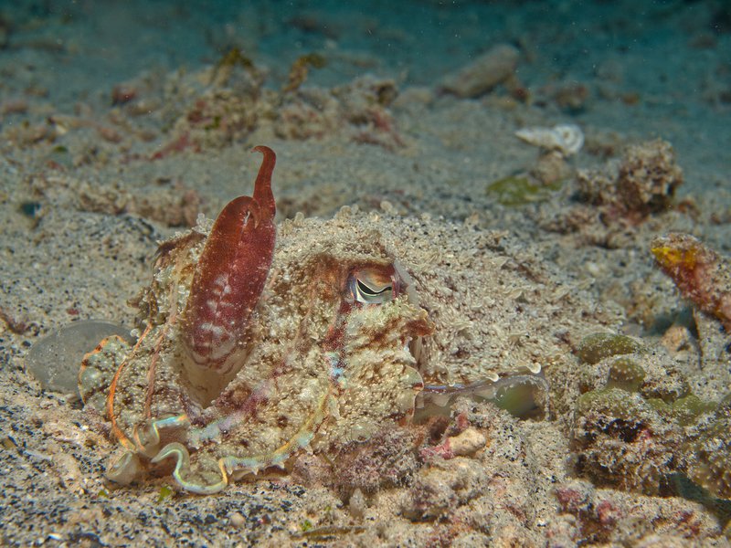 Squid, Home Reef